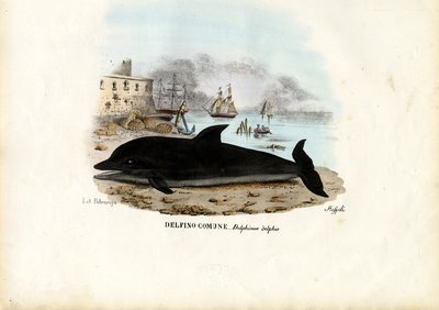 Common Dolphin, 1863-79 by Raimundo Petraroja